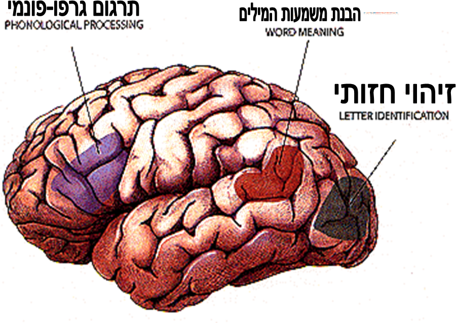 תמונת המוח של איזורים האחראים על הקריאה